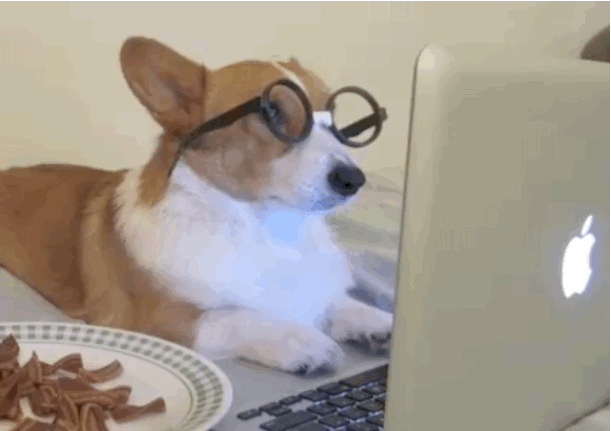 Corgi Gif